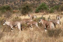 Oryx beisa beisa