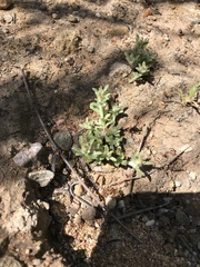 Gamochaeta stagnalis