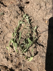 Gamochaeta stagnalis