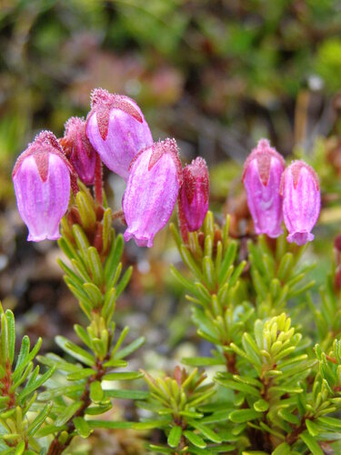 Phyllodoce