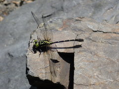 Sinogomphus formosanus