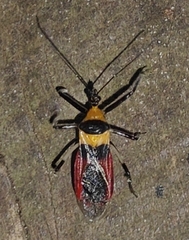 Castolus tricolor image