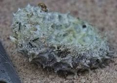 Cyclichthys orbicularis
