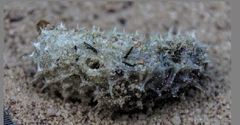 Cyclichthys orbicularis