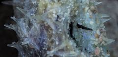 Cyclichthys orbicularis