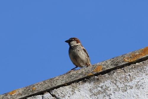 Gorrión moruno (Passer hispaniolensis)