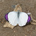 Bushveld Purple Tip - Photo (c) rguinness, some rights reserved (CC BY-NC), uploaded by rguinness