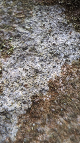 Strangospora deplanata