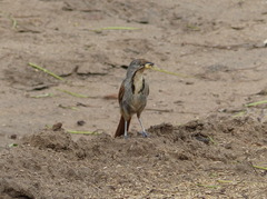 Cichladusa arquata