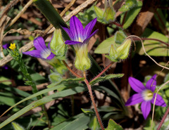 Campanula hierosolymitana