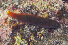 Bluebarred Dottyback photo 2
