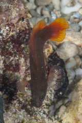 Bluebarred Dottyback photo 4
