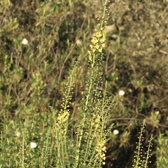 (c) er-birds, some rights reserved (CC BY) Verbascum barnadesii, photograph (c) er-birds, some rights reserved (CC BY)
