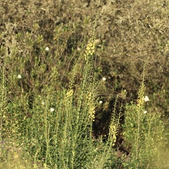 (c) er-birds, some rights reserved (CC BY) Verbascum barnadesii, photograph (c) er-birds, some rights reserved (CC BY)