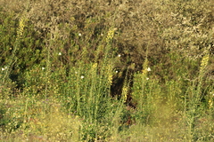 Verbascum barnadesii, photograph (c) er-birds, some rights reserved (CC BY)
