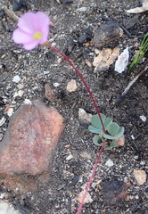 Oxalis imbricata violacea