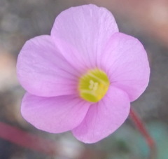Oxalis imbricata violacea