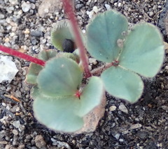 Oxalis imbricata violacea