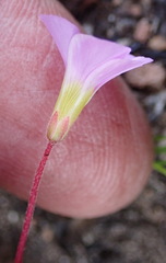 Oxalis imbricata violacea