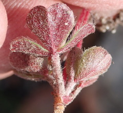 Oxalis imbricata violacea