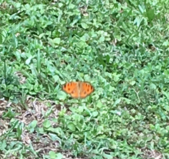 Junonia almana javana
