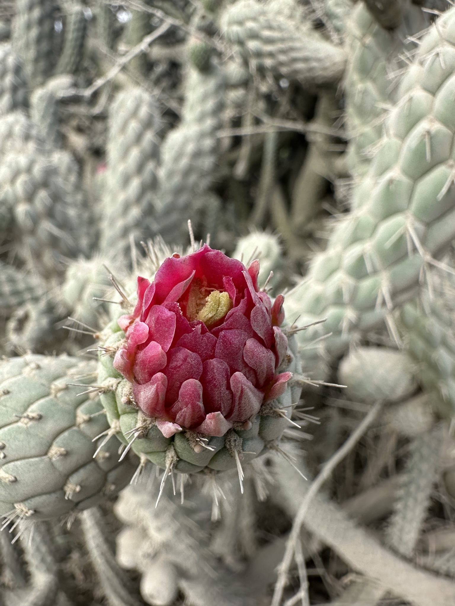 Imagem de Austrocylindropuntia cylindrica