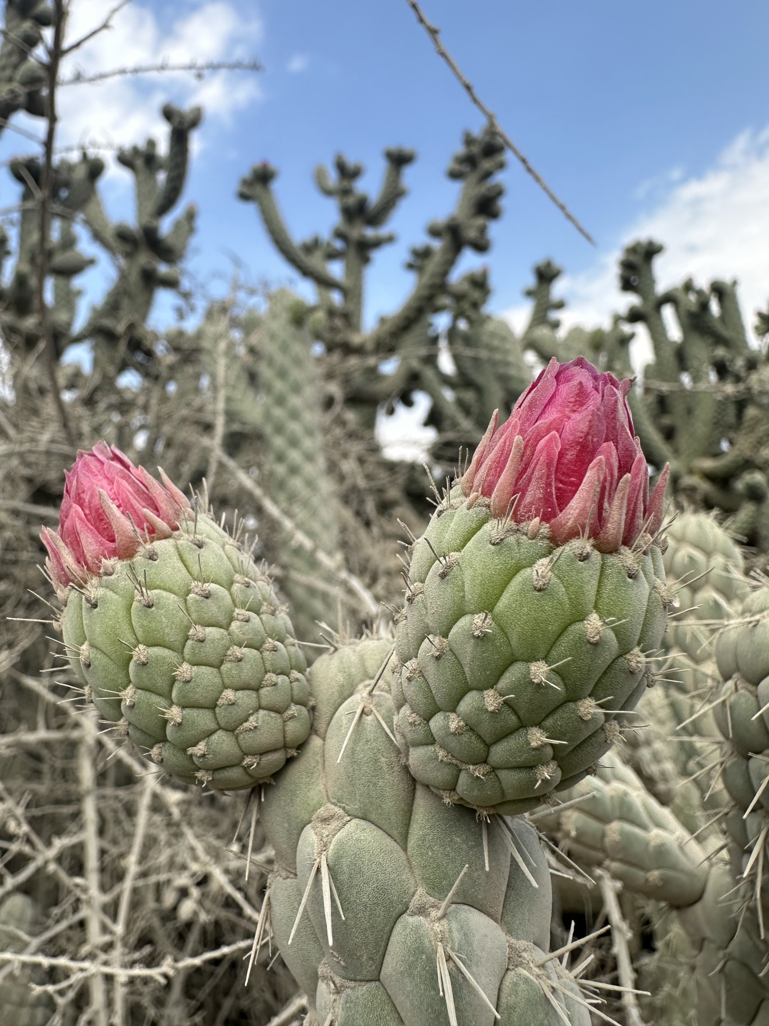 Imagem de Austrocylindropuntia cylindrica