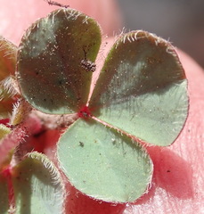 Oxalis imbricata violacea