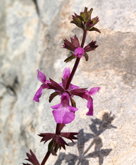 Stachys neurocalycina
