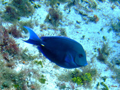 Acanthurus coeruleus