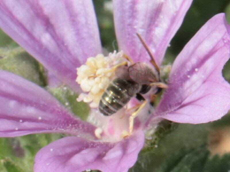 Halictus submediterraneus