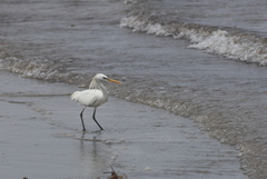 Egretta eulophotes