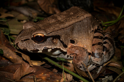 Savage's Thin-toed Frog, photo 5 of 10