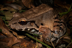 Savage's Thin-Toed Frog photo 4