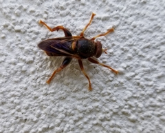 Teuchocnemis bacuntius