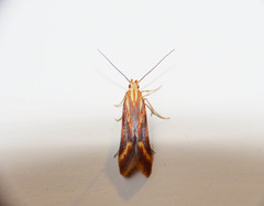 Metzneria aprilella