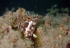 Speckled Blenny photo 2
