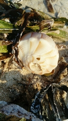 Fulguropsis spirata