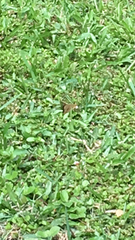 Junonia almana javana