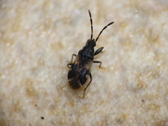 Taphropeltus contractus