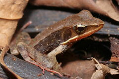 Warszewitsch's Frog photo 4