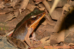 Warszewitsch's Frog photo 3