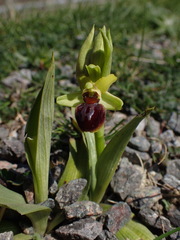 Ophrys sphegodes sphegodes
