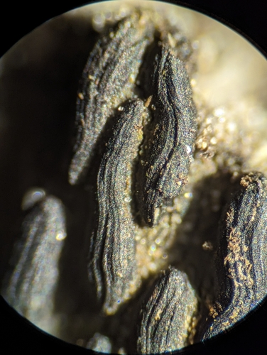 Psiloglonium clavisporum, 2024-03-03