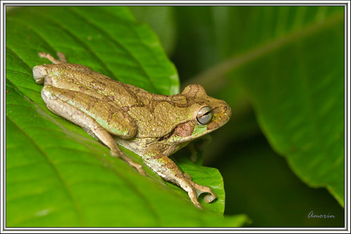 Mexican Treefrog