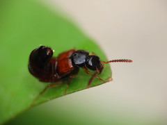 Zyras haworthi