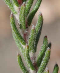 Phylica lanata