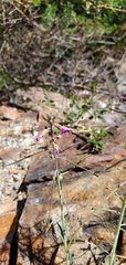 Boechera californica