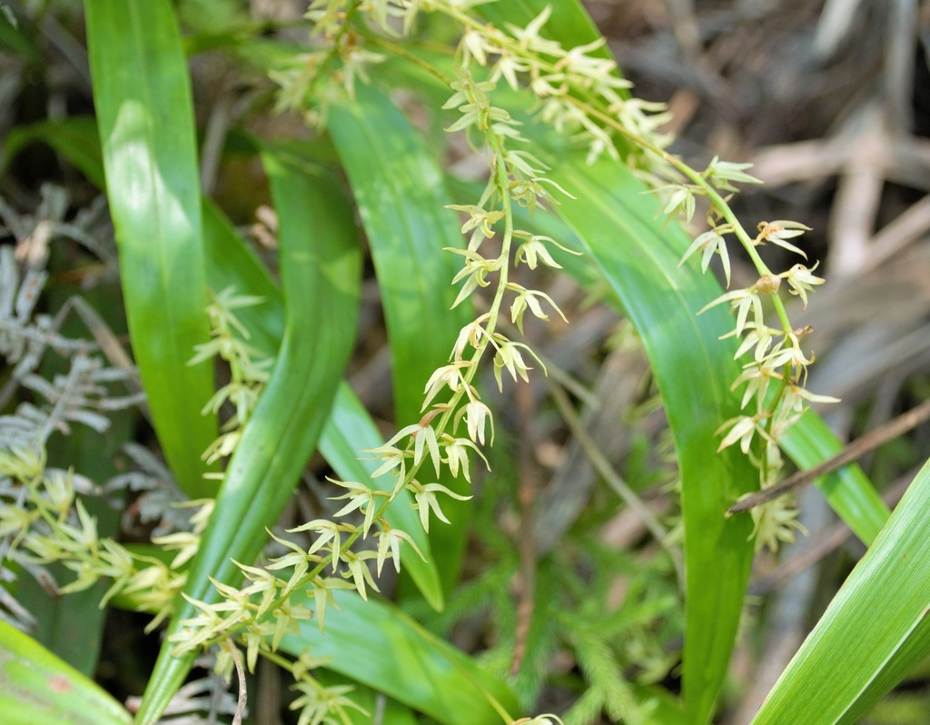 Dendrochilum odoratum