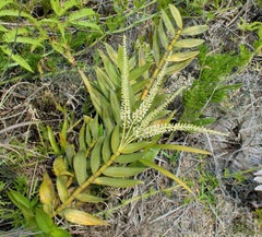 Mycaranthes oblitterata